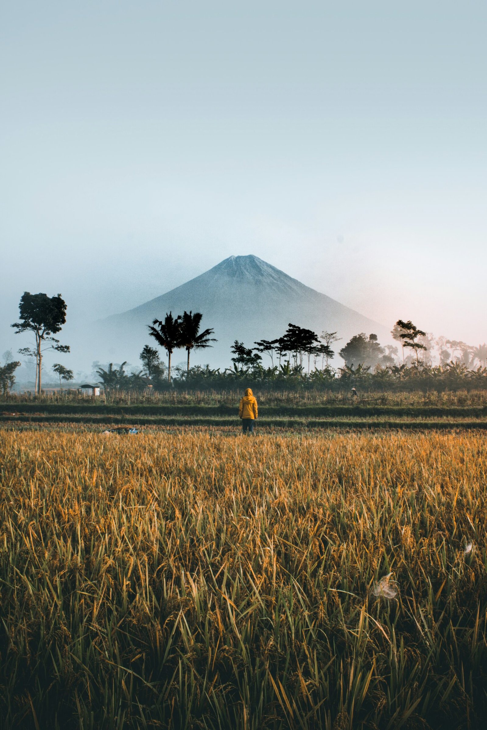 Indonesian Commodities for Farm Feed: A Bounty of Options